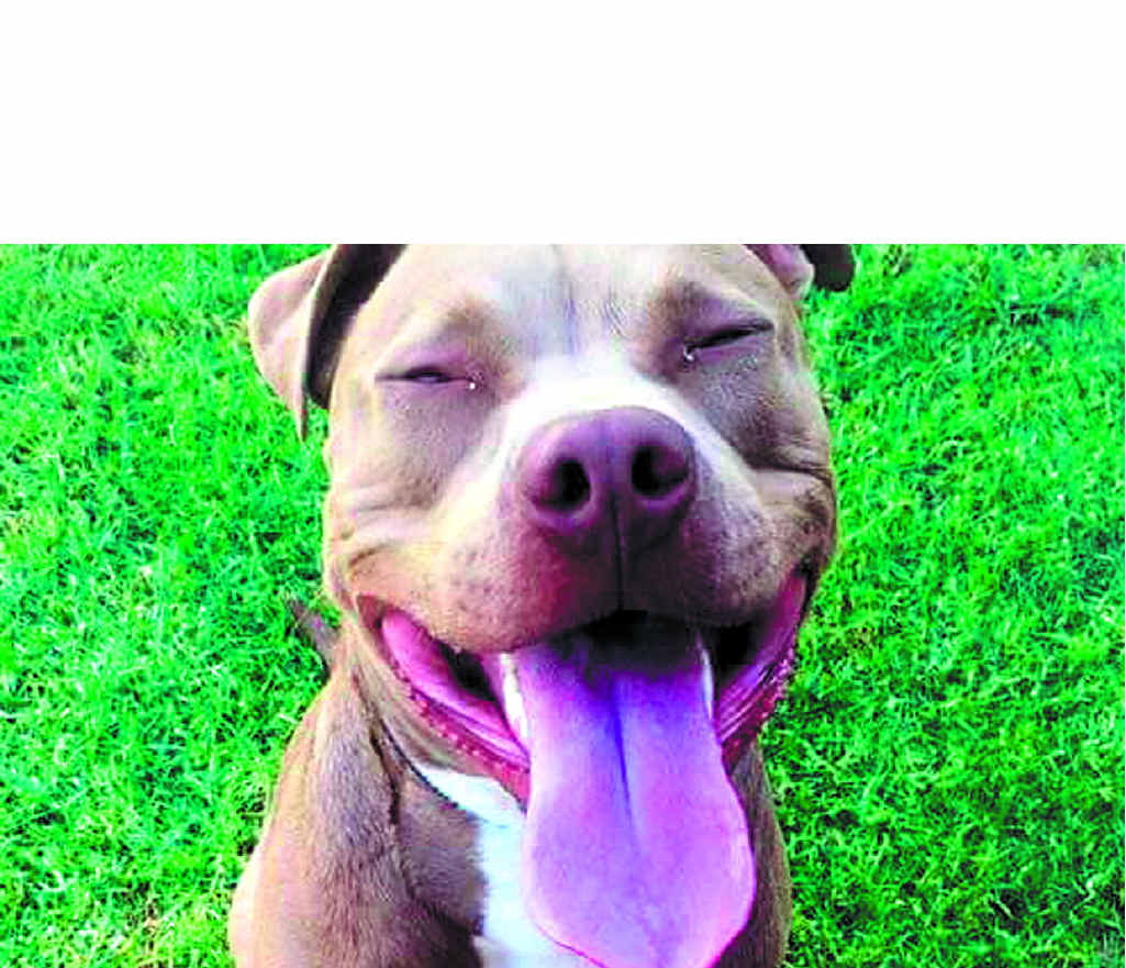 Te-Arna Gesler is fighting to have her dog Crowley returned after what she calls an unlawful seizure by Toowoomba Regional Council. Te-Arna Gesler is fighting to have her dog Crowley returned after what she calls an unlawful seizure by Toowoomba Regional Council.